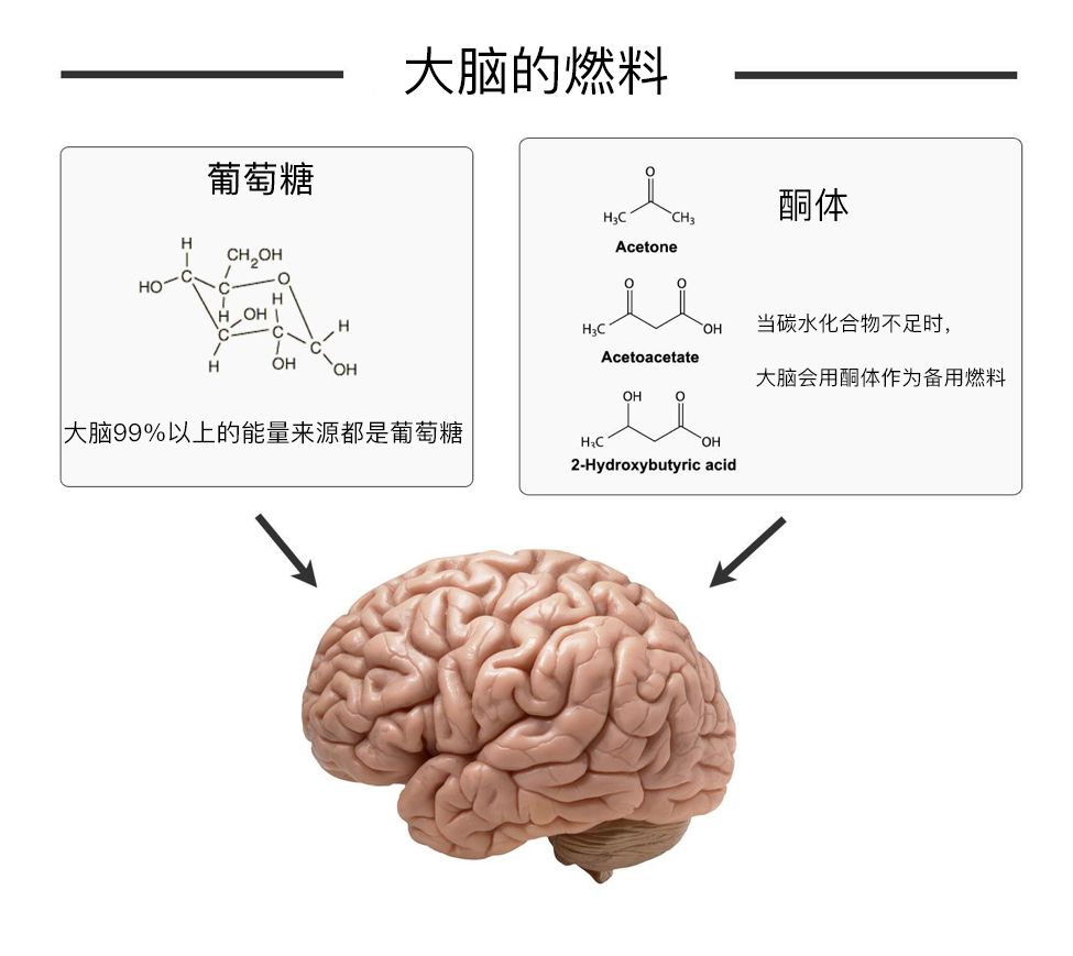 葡萄糖和酮体