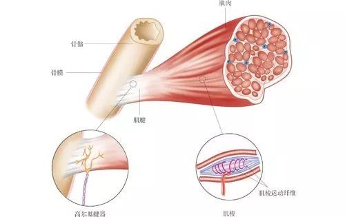 自我肌筋膜释放技术