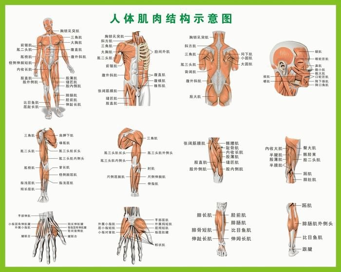 人体肌肉机构示意图