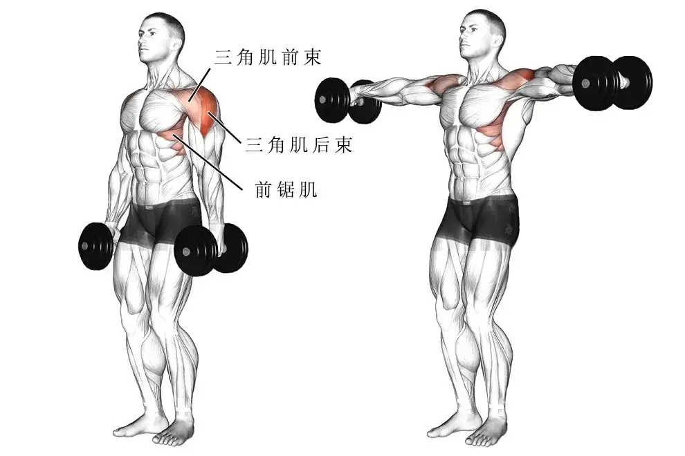 三角肌中后束这样训练，四个动作练出强壮的手臂