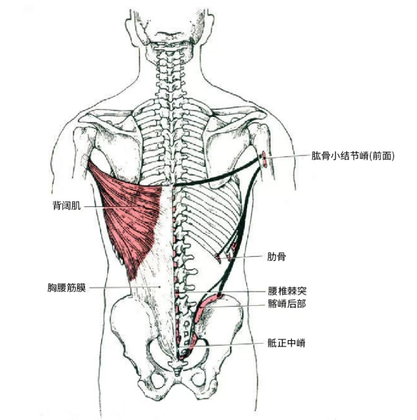 背阔肌及其起止点